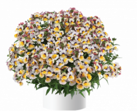 НЕМЕЗИЯ NESIA BANANABERRY (Я)