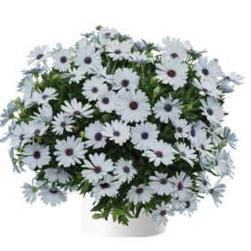 ОСТЕОСПЕРМУМ OSTICADE PURE WHITE