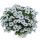 ОСТЕОСПЕРМУМ OSTICADE PURE WHITE
