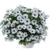 ОСТЕОСПЕРМУМ OSTICADE PURE WHITE (Я)