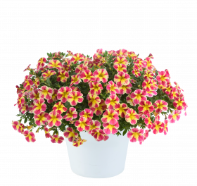 КАЛИБРАХОА COLIBRI ABSTRACT GUAVA