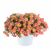 КАЛИБРАХОА COLIBRI ABSTRACT GUAVA