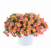 КАЛИБРАХОА COLIBRI ABSTRACT GUAVA (Я)