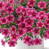КАЛИБРАХОА COLIBRI CHERRY LACE
