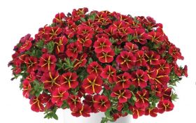 КАЛИБРАХОА COLIBRI RED BLING (Я)