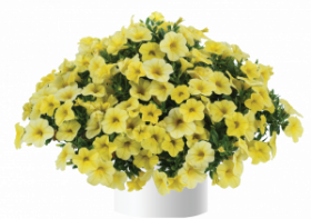 КАЛИБРАХОА COLIBRI LEMON (Я)