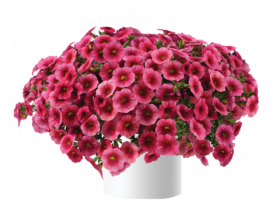 КАЛИБРАХОА COLIBRI MALIBU PINK