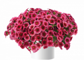 КАЛИБРАХОА COLIBRI MALIBU PINK (Я)