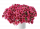 КАЛИБРАХОА COLIBRI MALIBU PINK