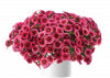 КАЛИБРАХОА COLIBRI MALIBU PINK
