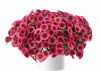 КАЛИБРАХОА COLIBRI MALIBU PINK (Я)