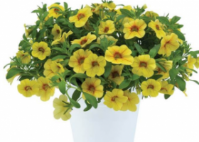 КАЛИБРАХОА COLIBRI MELLOW YELLOW (Я)