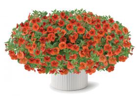 КАЛИБРАХОА COLIBRI ORANGE (Я)