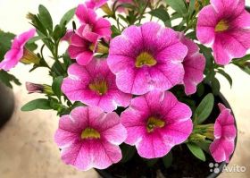 КАЛИБРАХОА COLIBRI PINK LACE