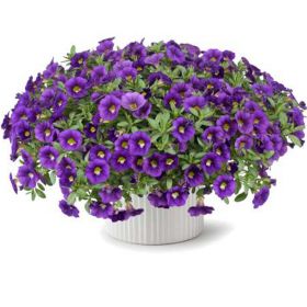 КАЛИБРАХОА COLIBRI PLUM