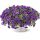 КАЛИБРАХОА COLIBRI PLUM