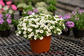 КАЛИБРАХОА PURE WHITE