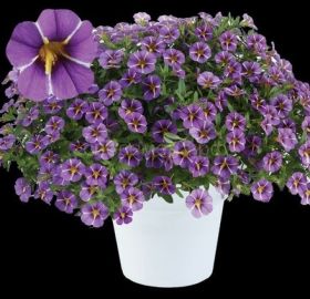 КАЛИБРАХОА COLIBRI PURPLE BLING
