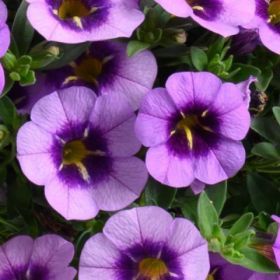 КАЛИБРАХОА COLIBRI SPARK PURPLE