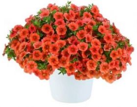 КАЛИБРАХОА COLIBRI TANGERINE (Я)