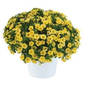 КАЛИБРАХОА COLIBRI YELLOW CANARY (Я)