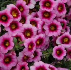 КАЛИБРАХОА ICONIC PINK (Я)