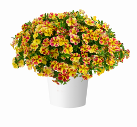 КАЛИБРАХОА LIA ABSTRACT LEMON CHERRY (Я)