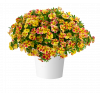 КАЛИБРАХОА LIA ABSTRACT LEMON CHERRY