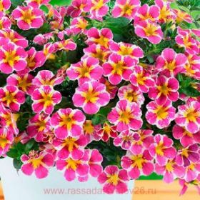 КАЛИБРАХОА LIA ABSTRACT PINK (Я)