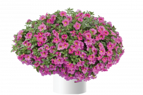 КАЛИБРАХОА LIA BUBBLEGUM (Я)