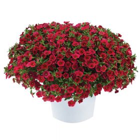 КАЛИБРАХОА LIA DARK RED