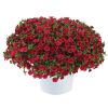 КАЛИБРАХОА LIA DARK RED
