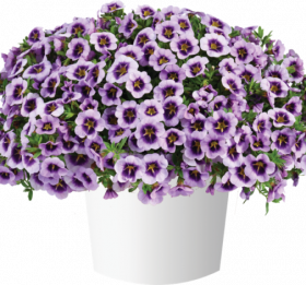 КАЛИБРАХОА LIA SPARK LAVENDER