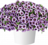КАЛИБРАХОА LIA SPARK LAVENDER