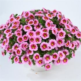 КАЛИБРАХОА LIA SPARK PINK