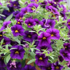 КАЛИБРАХОА LIA VIOLET