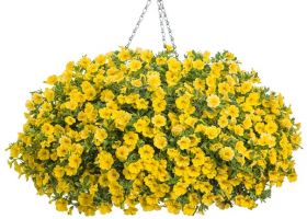 КАЛИБРАХОА LIA YELLOW IMPR