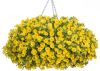 КАЛИБРАХОА LIA YELLOW IMPR (Я)