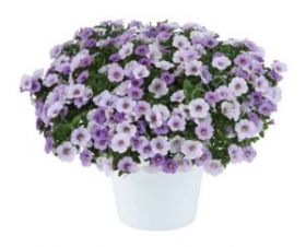 КАЛИБРАХОА OMBRE BLUE (Я)