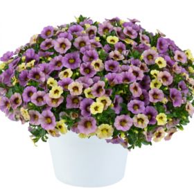 КАЛИБРАХОА OMBRE PURPLE
