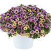 КАЛИБРАХОА OMBRE PURPLE
