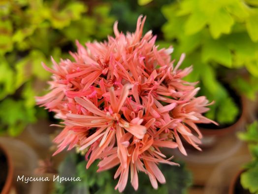 Pink Needles № 0913