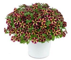 ПЕТУНИЯ AMORE FIESTA (Я)