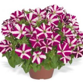 ПЕТУНИЯ AMORE JOY (Я)