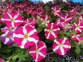 ПЕТУНИЯ AMORE PINK HEARTS (Я)