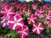 ПЕТУНИЯ AMORE PINK HEARTS (Я)