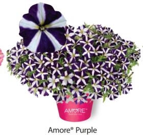 ПЕТУНИЯ AMORE PURPLE