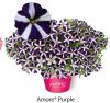 ПЕТУНИЯ AMORE PURPLE
