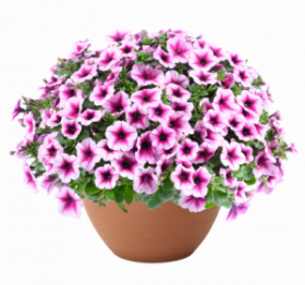 ПЕТУНИЯ CAPELLA BERRY LACE (Я)