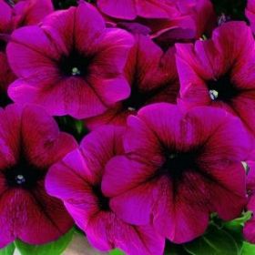 ПЕТУНИЯ CAPELLA BURGUNDY (Я)